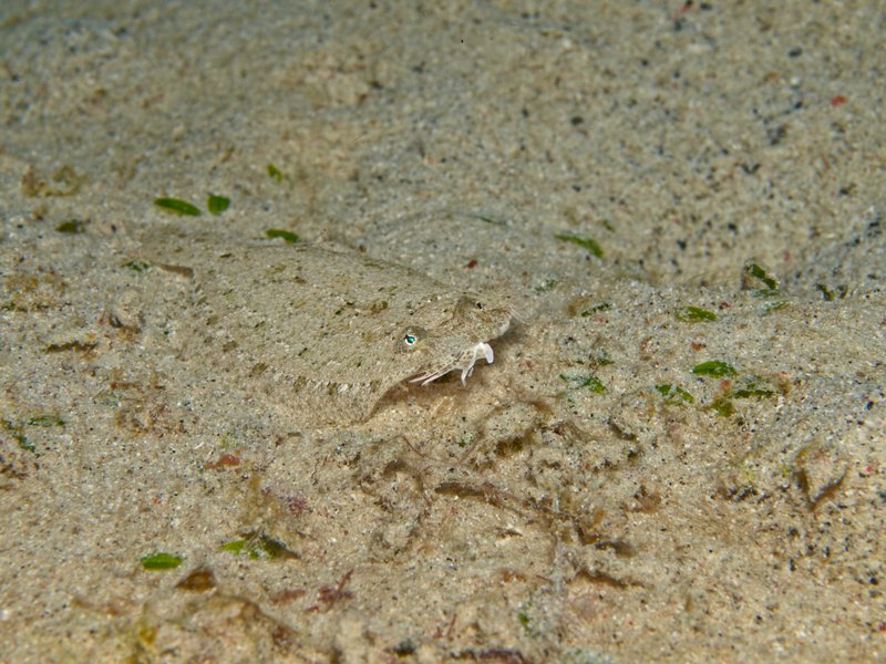 Sole, Home Reef